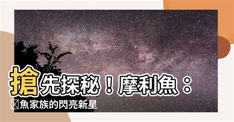 銀鳳魚|【銀鳳魚】銀鳳魚大揭秘：閃亮巨星的迷人魅力